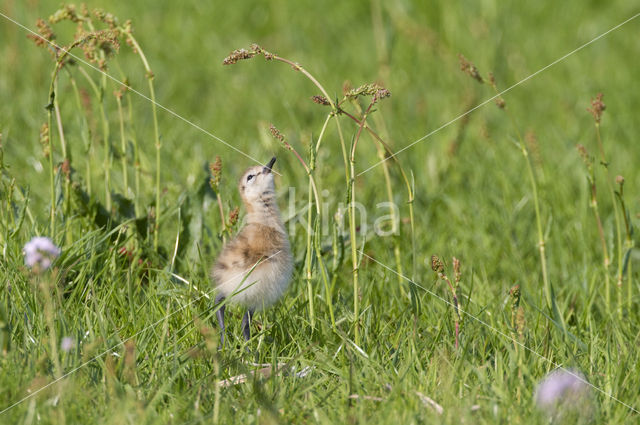 Grutto (Limosa limosa)