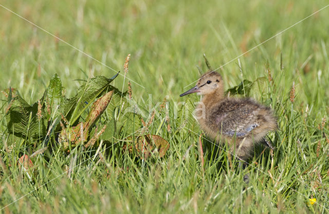 Grutto (Limosa limosa)