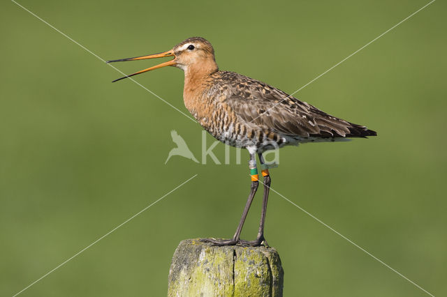 Black-tailed Godwit (Limosa limosa)