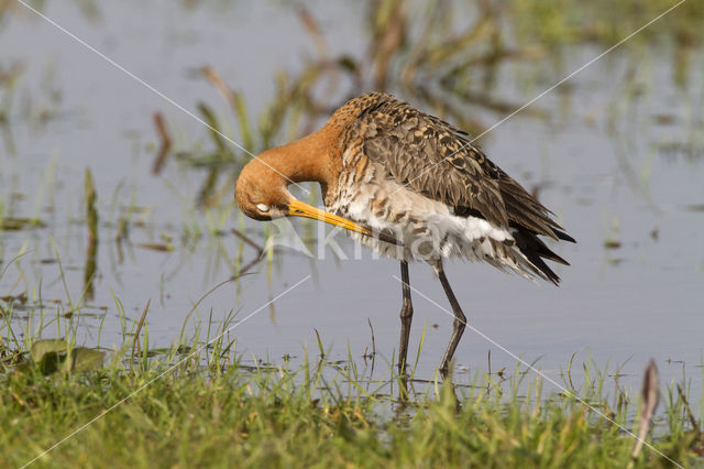 Grutto (Limosa limosa)