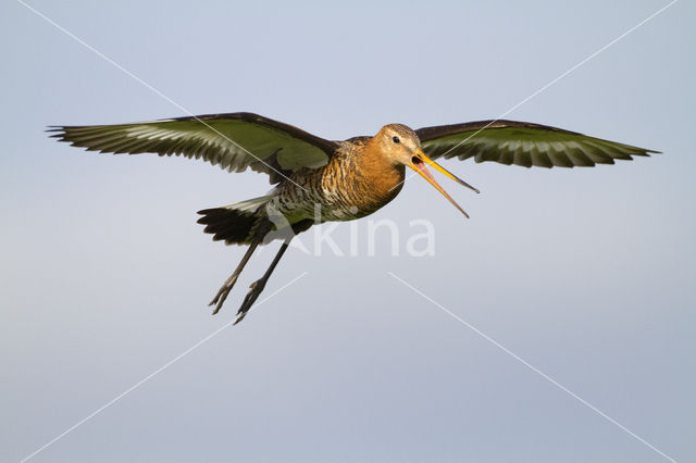 Black-tailed Godwit (Limosa limosa)