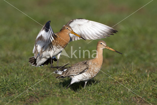 Grutto (Limosa limosa)