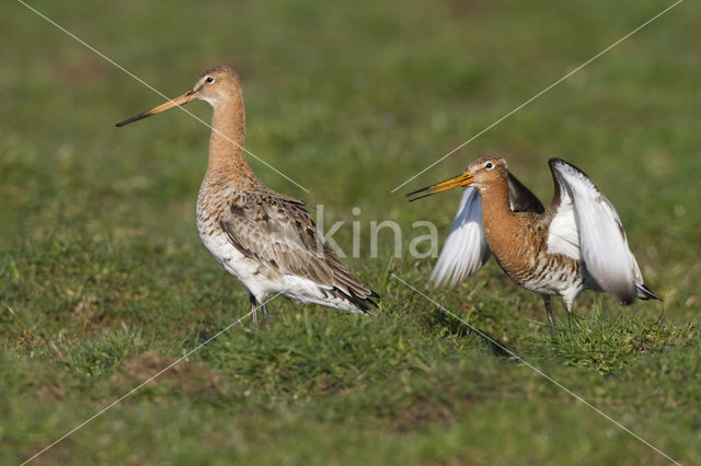 Black-tailed Godwit (Limosa limosa)