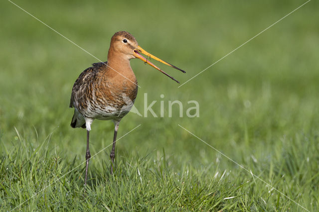 Black-tailed Godwit (Limosa limosa)