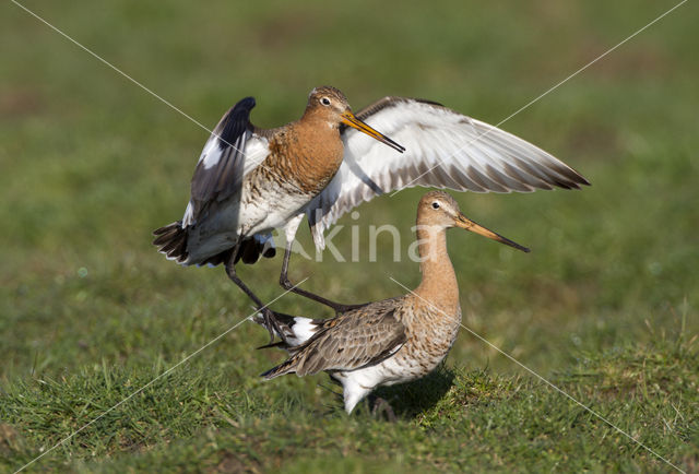 Grutto (Limosa limosa)