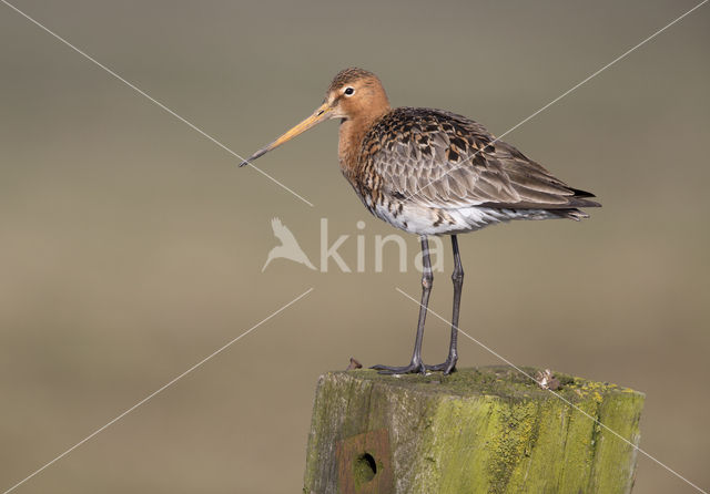 Grutto (Limosa limosa)