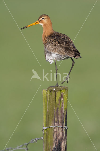 Grutto (Limosa limosa)