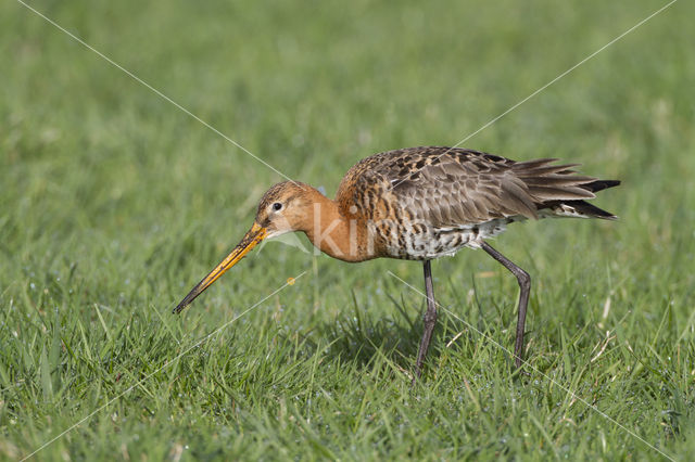 Grutto (Limosa limosa)