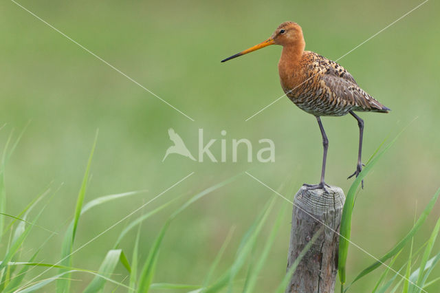 Black-tailed Godwit (Limosa limosa)