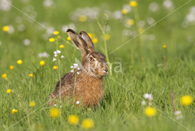 Haas (Lepus europaeus)