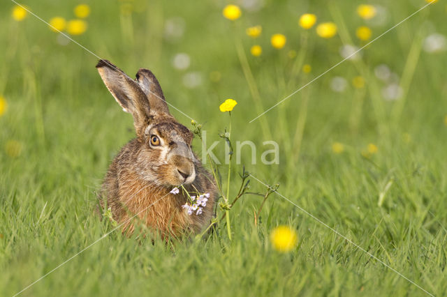 Brown Hare (Lepus europaeus)