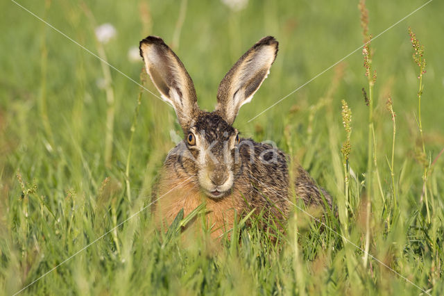 Brown Hare (Lepus europaeus)