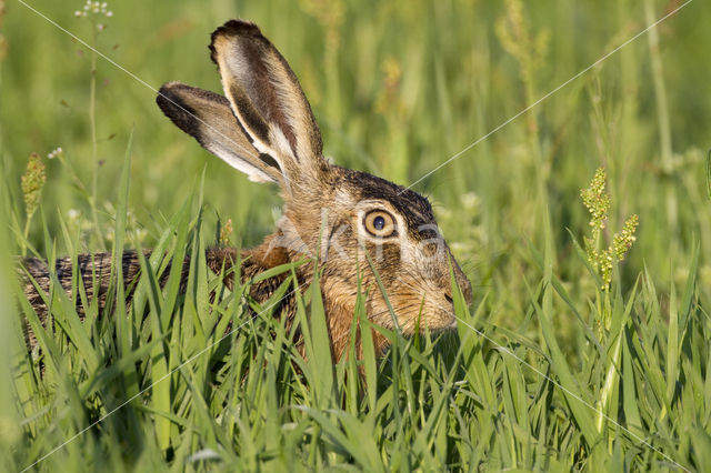 Haas (Lepus europaeus)