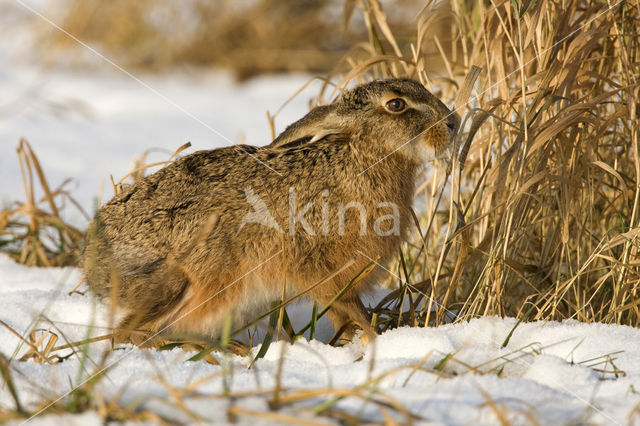 Brown Hare (Lepus europaeus)