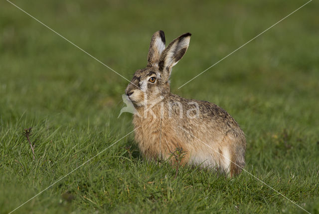 Haas (Lepus europaeus)