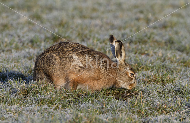 Brown Hare (Lepus europaeus)