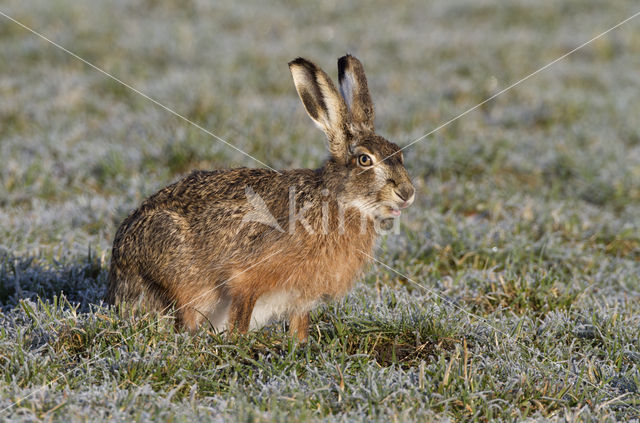 Haas (Lepus europaeus)