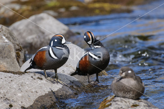 Harlekijneend (Histrionicus histrionicus)