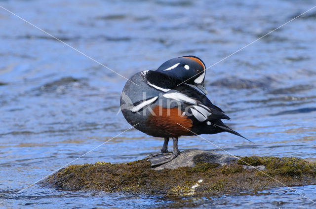 Harlekijneend (Histrionicus histrionicus)