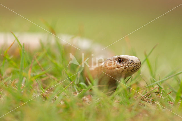 Hazelworm (Anguis fragilis)