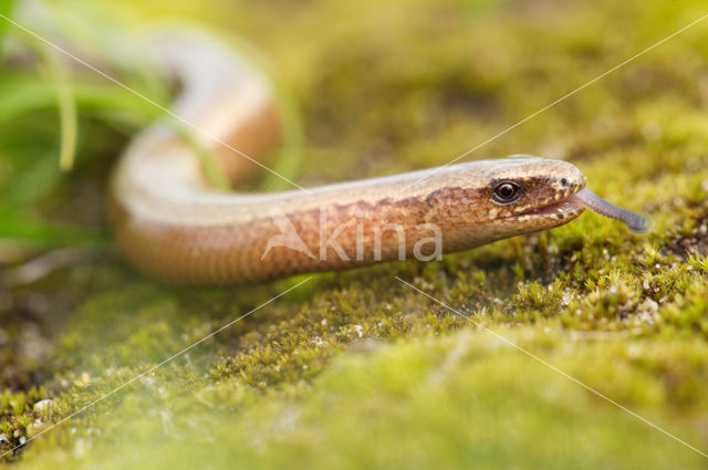 Hazelworm (Anguis fragilis)