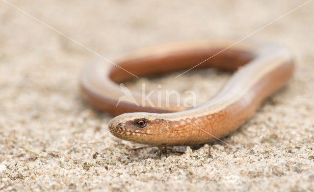 Hazelworm (Anguis fragilis)