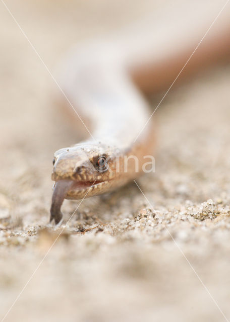 Hazelworm (Anguis fragilis)