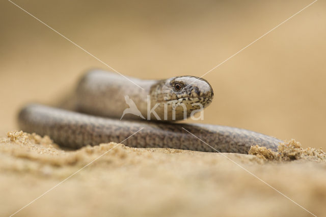 Hazelworm (Anguis fragilis)