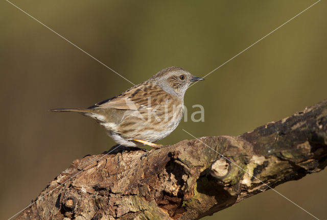 Dunnock