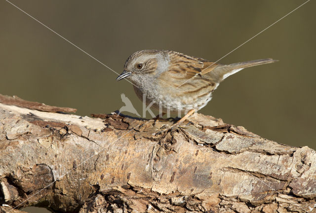 Dunnock