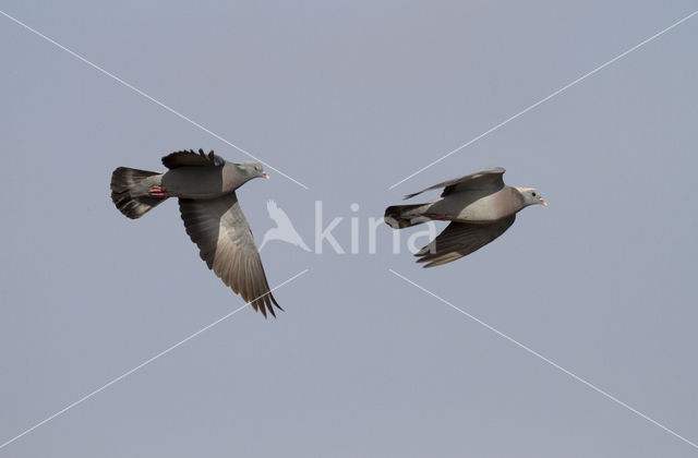 Stock Dove (Columba oenas)