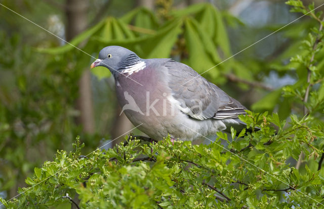 Houtduif (Columba palumbus)