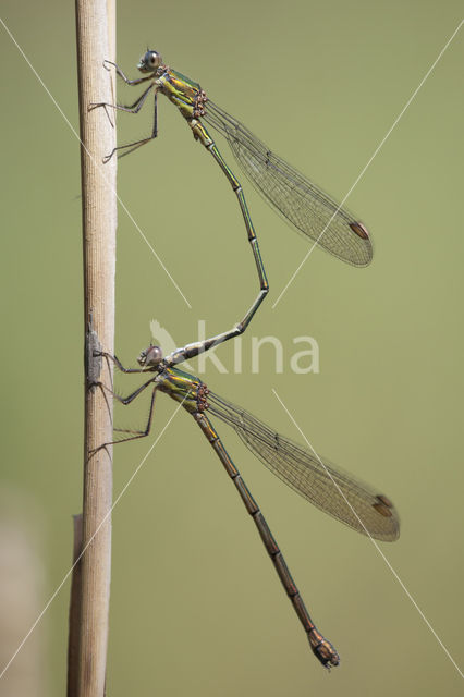 Houtpantserjuffer (Lestes viridis