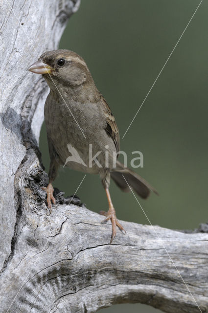 Huismus (Passer domesticus)