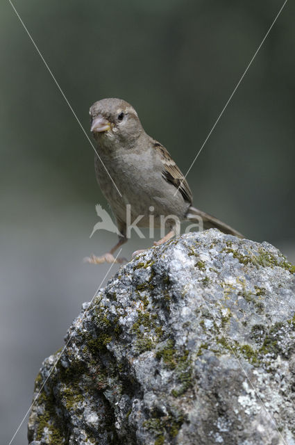 House Sparrow (Passer domesticus)