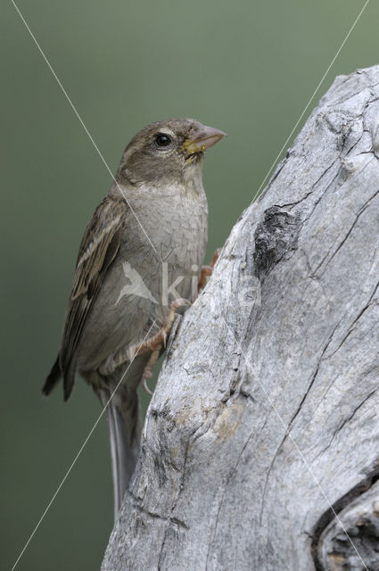 House Sparrow (Passer domesticus)