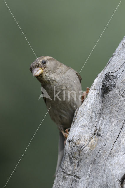 Huismus (Passer domesticus)