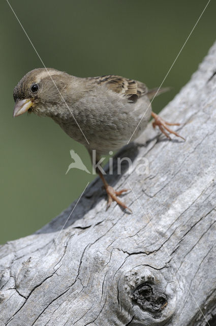 Huismus (Passer domesticus)