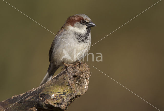 House Sparrow (Passer domesticus)