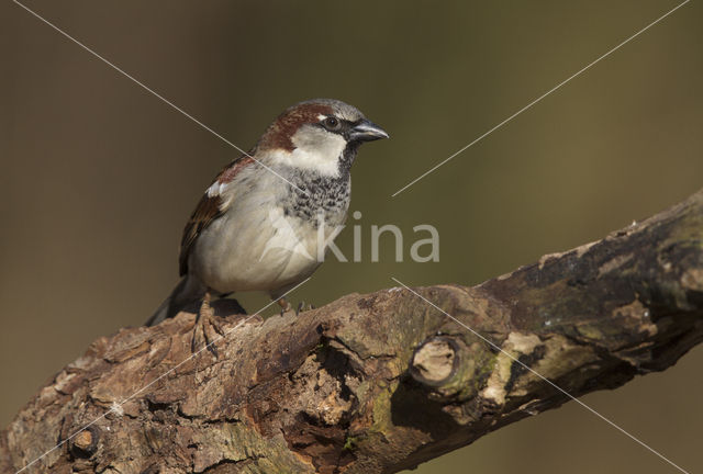 Huismus (Passer domesticus)