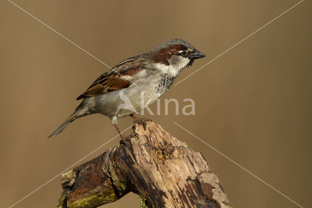 House Sparrow (Passer domesticus)