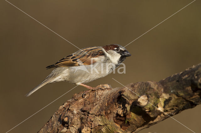 Huismus (Passer domesticus)