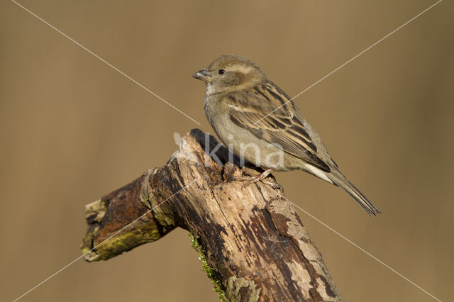 Huismus (Passer domesticus)