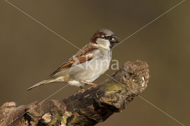 Huismus (Passer domesticus)