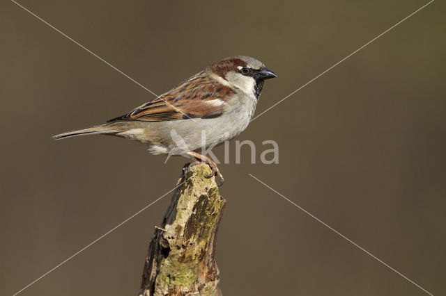 House Sparrow (Passer domesticus)