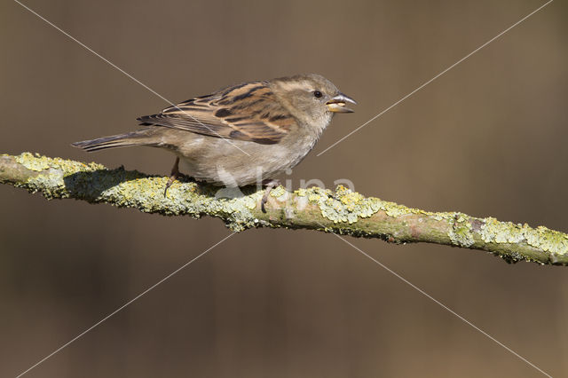 Huismus (Passer domesticus)