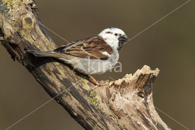 Huismus (Passer domesticus)