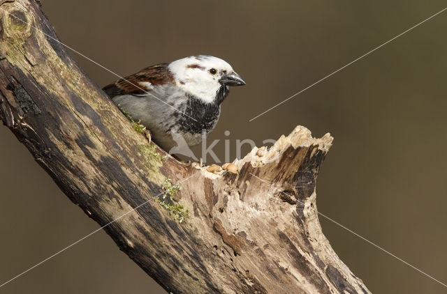 Huismus (Passer domesticus)