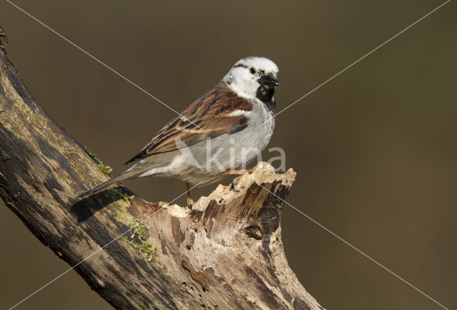 House Sparrow (Passer domesticus)