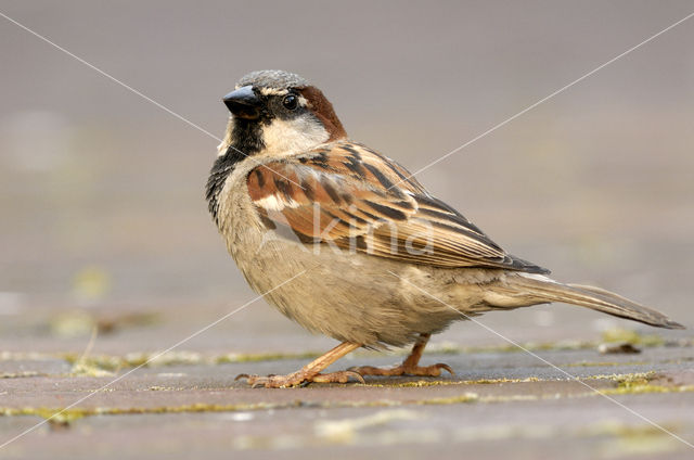 House Sparrow (Passer domesticus)